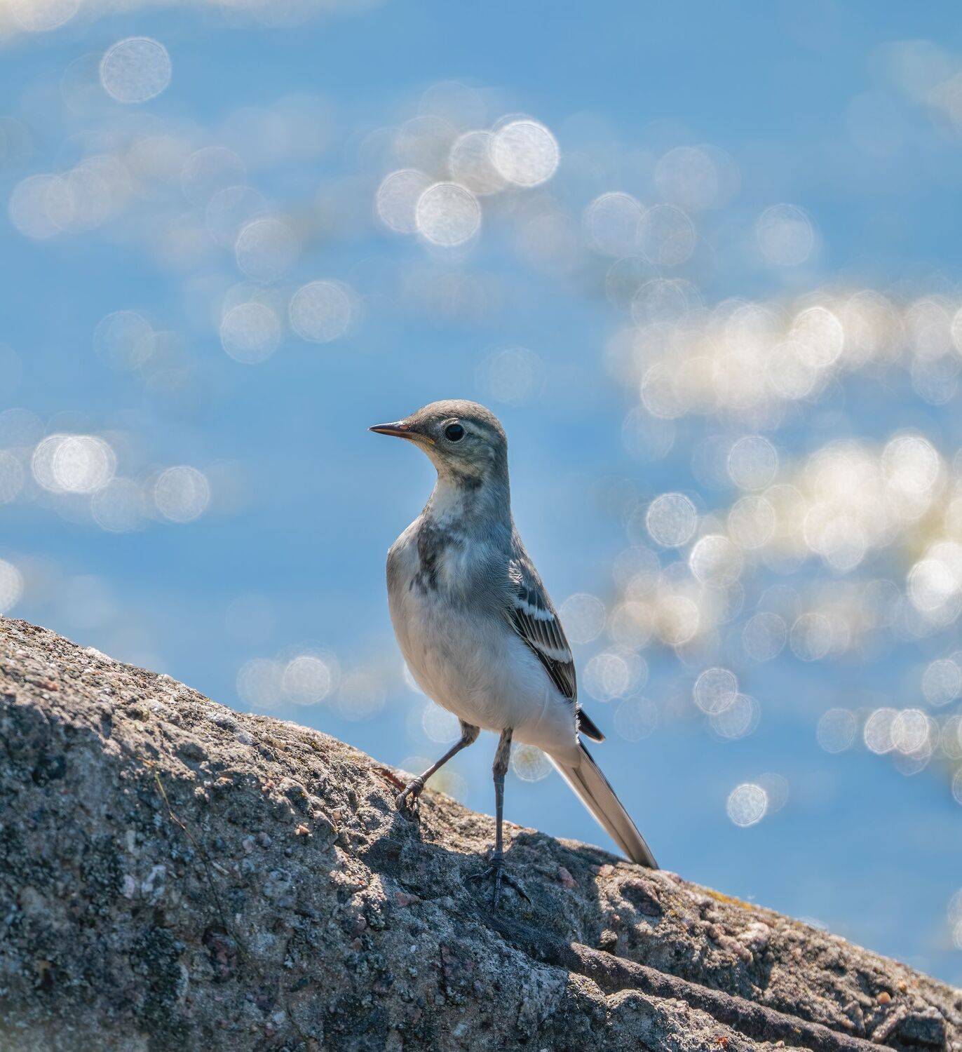 , Константин Дэм