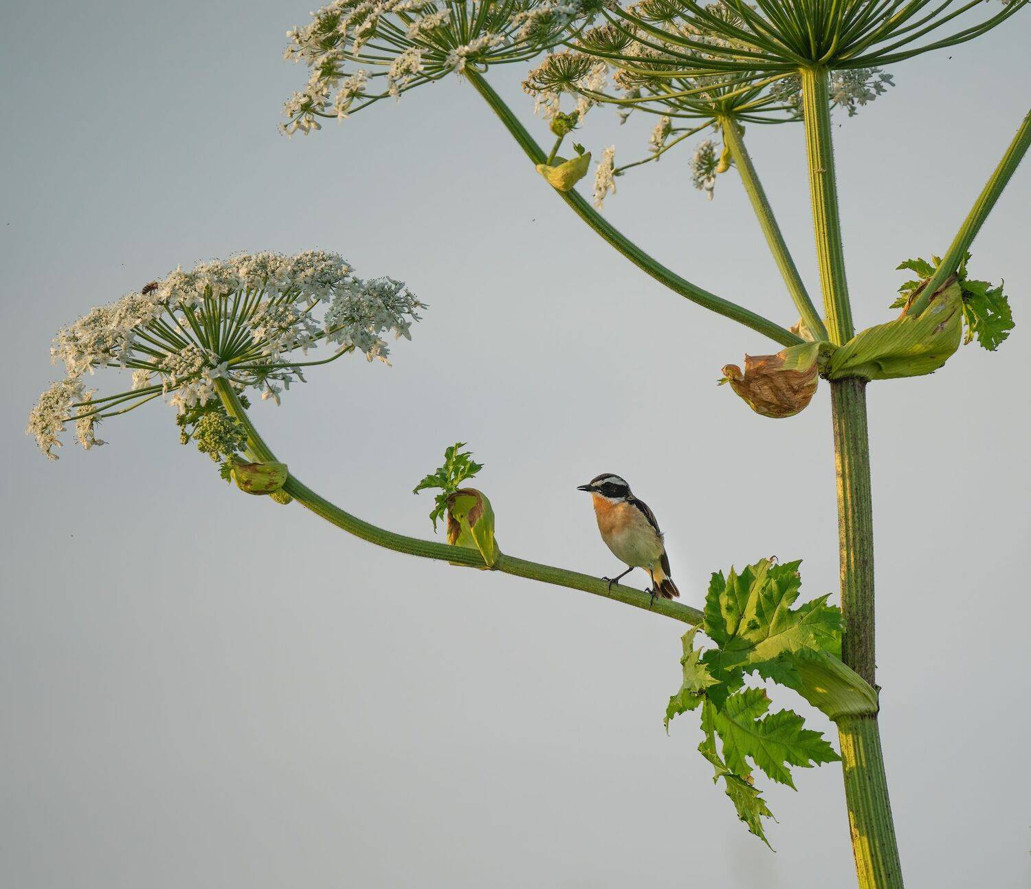 , Константин Дэм