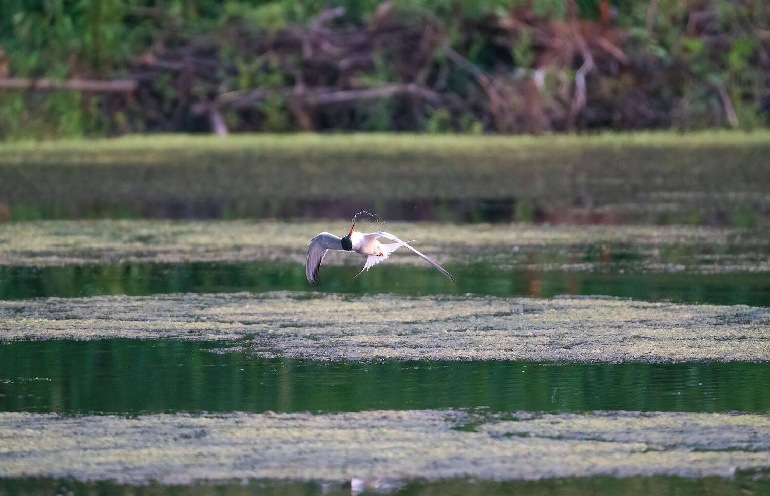 , Константин Дэм