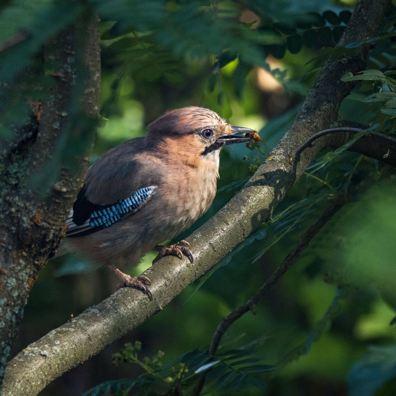 , Курлянцев Алексей