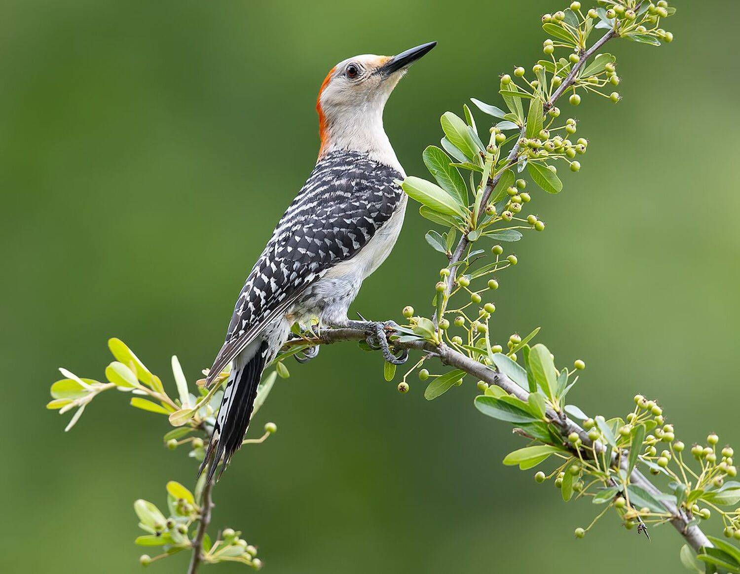 дятел, каролинский меланерпес, red-bellied woodpecker, woodpecker, Elizabeth Etkind