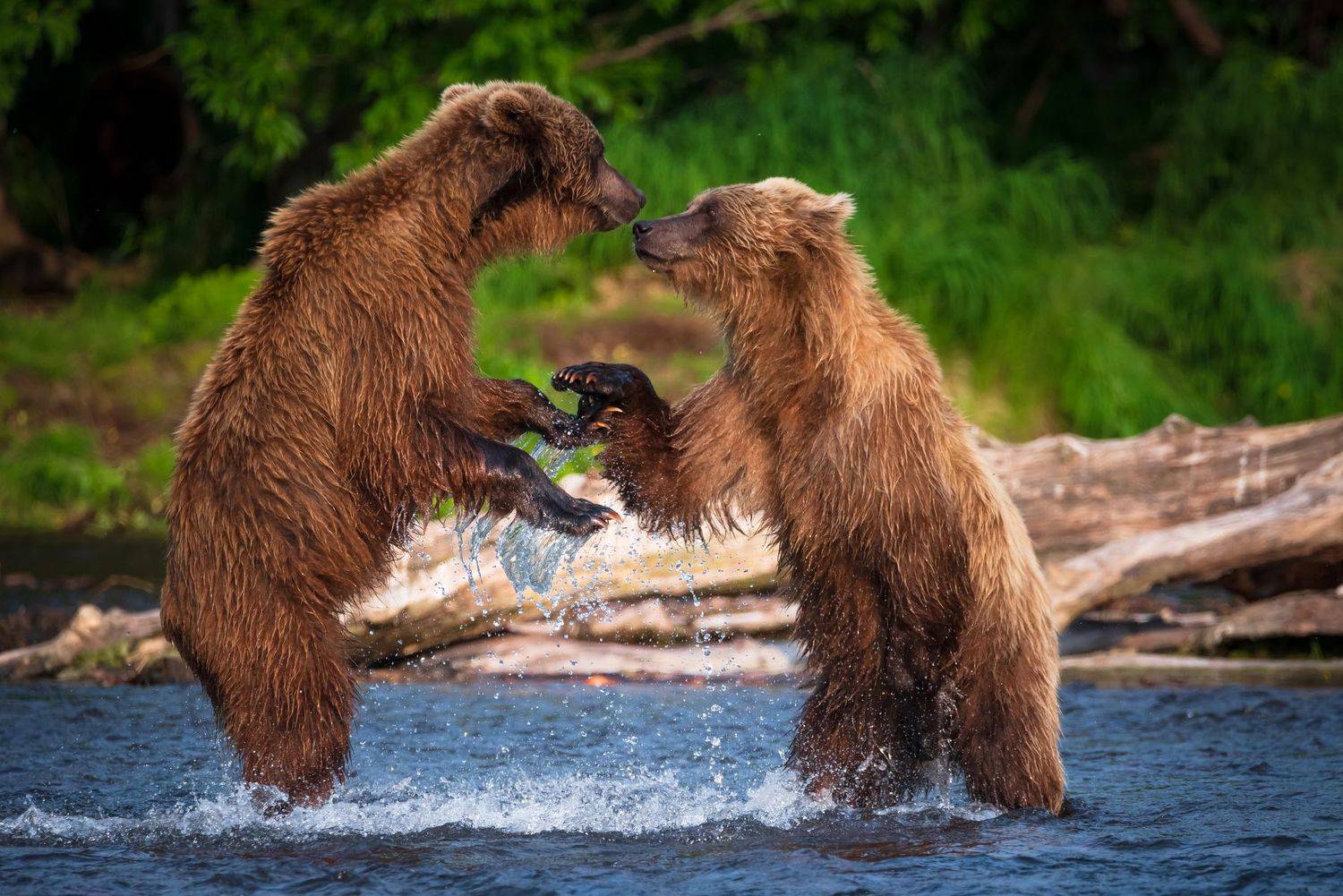 камчатка, медведи, рыбалка,, Татьяна Степанова