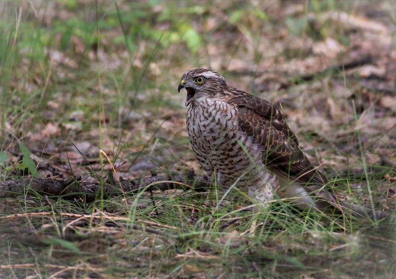 птица, ястреб перепелятник, ястреб перепелятник.. (подросток) фото превью