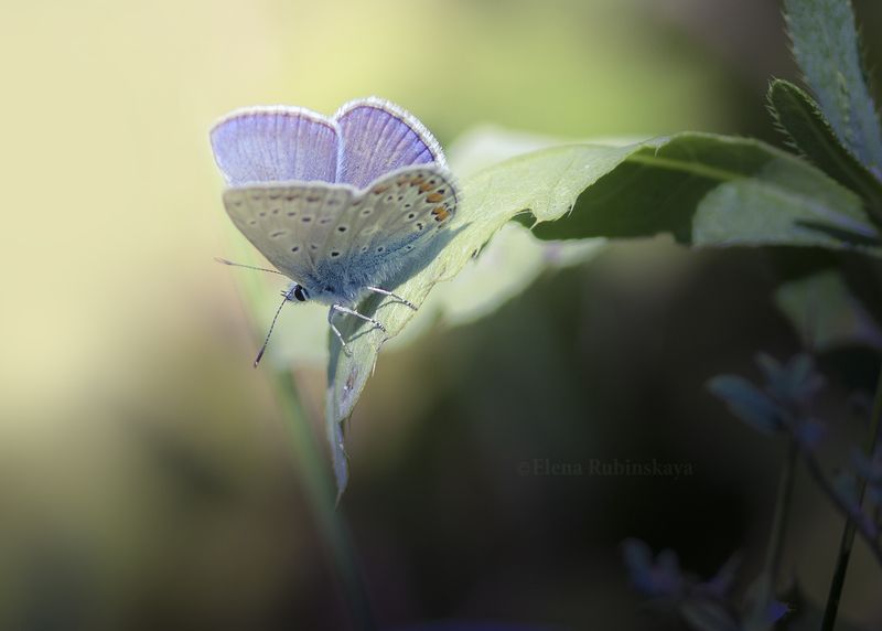 кострома, природа, макро, бабочки, насекомые Июль фото превью