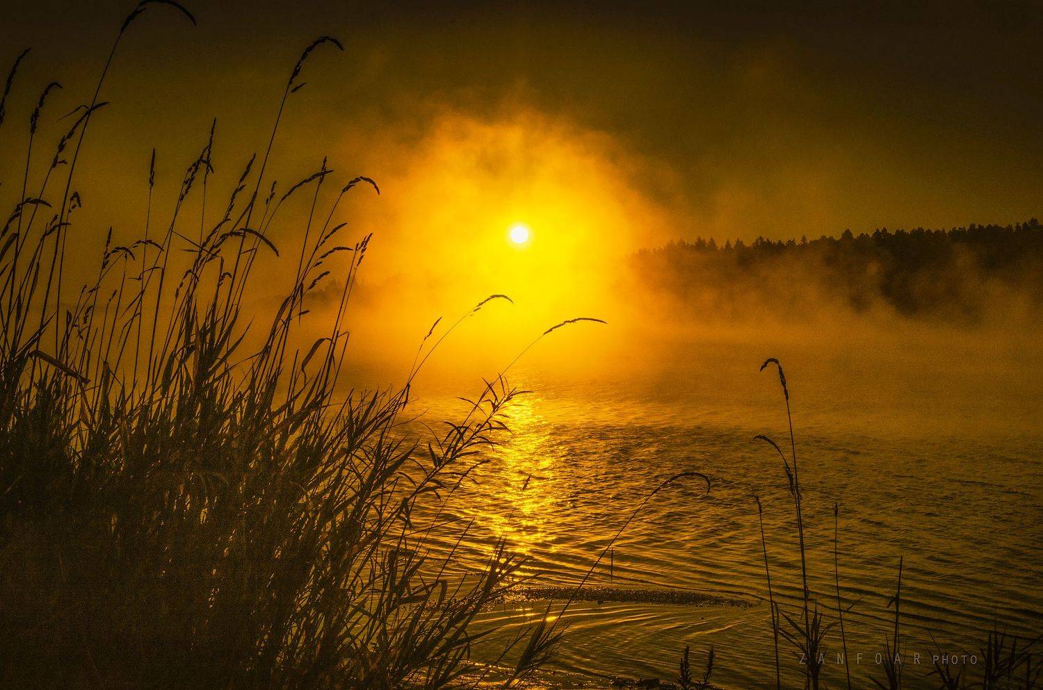 катящаяся дымка ,дымка ,zanfoar,nikon,туман, солнце, восход солнца, камыши, озеро, чехия ,занфоар чешская  республика, Zanfoar