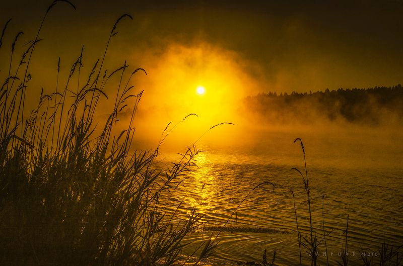 катящаяся дымка ,дымка ,zanfoar,nikon,туман, солнце, восход солнца, камыши, озеро, чехия ,занфоар чешская  республика Катящаяся дымка фото превью