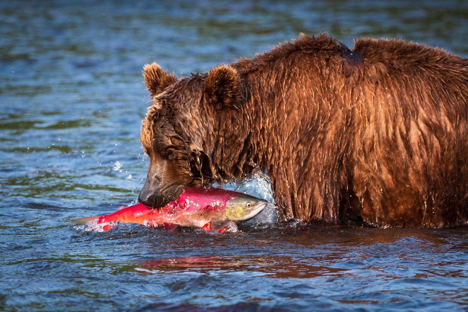 , Татьяна Степанова