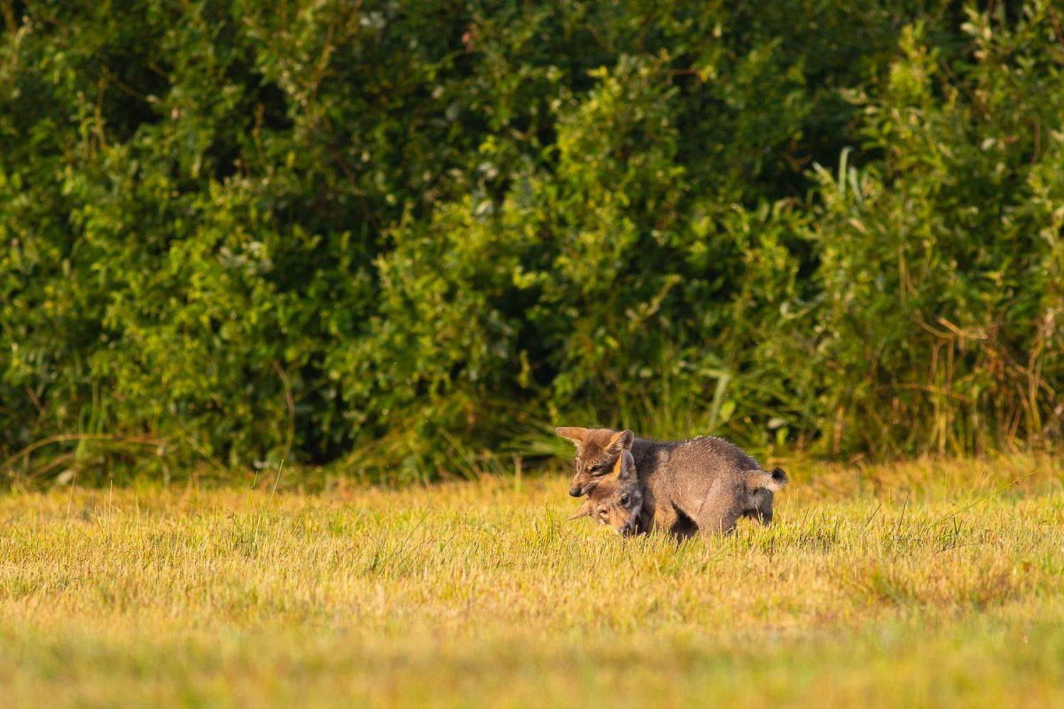 ssaki,wilki,las,przyroda,fauna, Marcin Zakrzewski