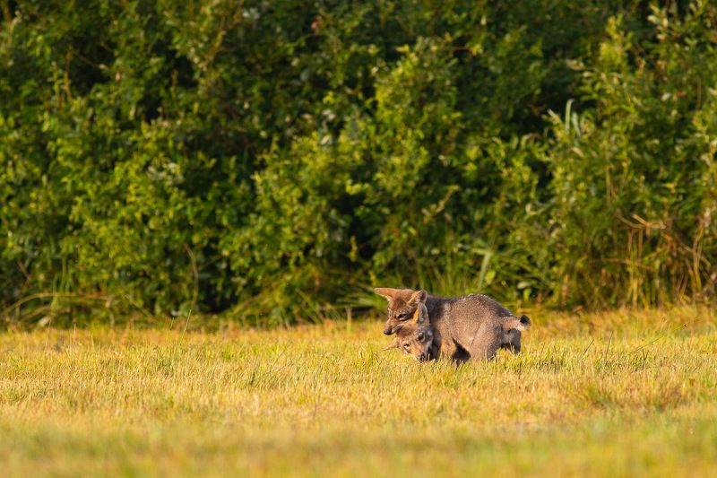 ssaki,wilki,las,przyroda,fauna Młode wilki  фото превью