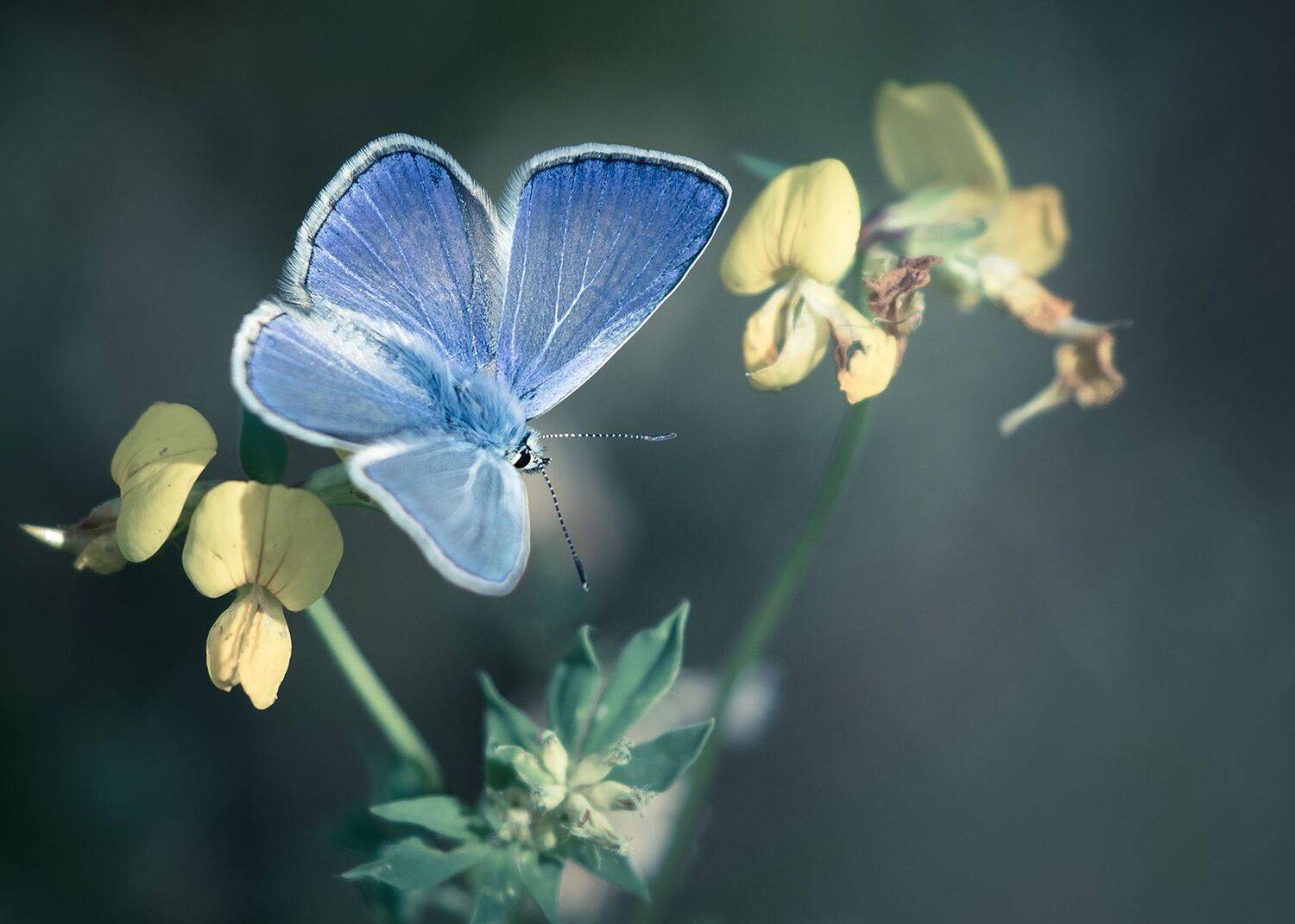 , Robert Adamec