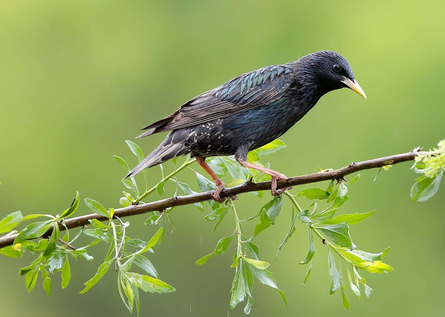 скворец, обыкновенный скворец, starling, Elizabeth Etkind