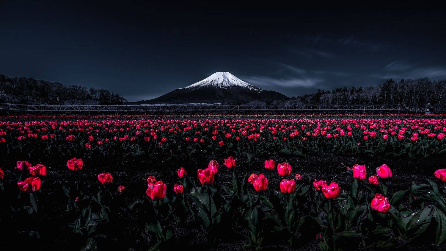 Fuji,Japan,mountain,tulips,red,white,snow,spring, Takashi