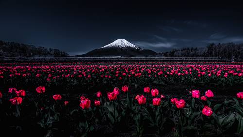 Fascinated by the bright red