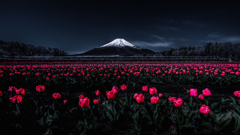 Fuji,Japan,mountain,tulips,red,white,snow,spring Fascinated by the bright red фото превью