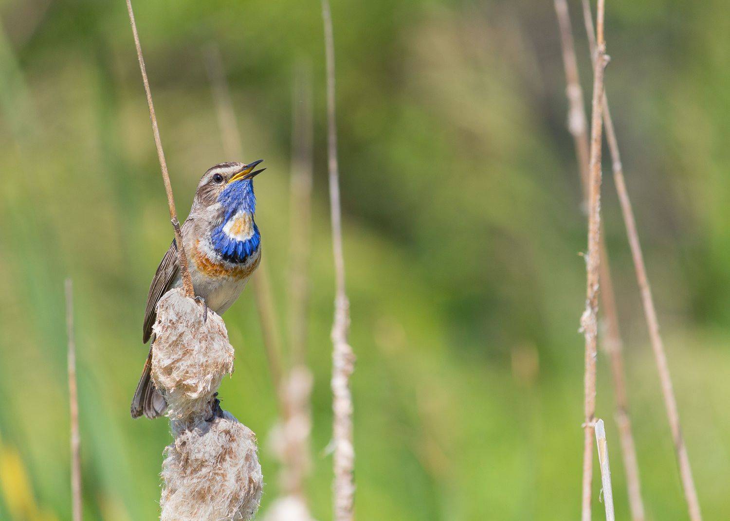 варакушка, пение, птицы, фотоохота, воронеж, Денис Воронов