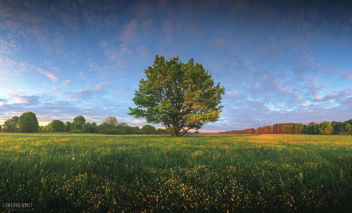 дерево, весна, рассвет, Михаил Дубровинский