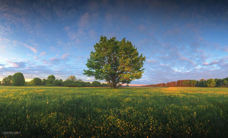 дерево, весна, рассвет Весенняя акварель фото превью