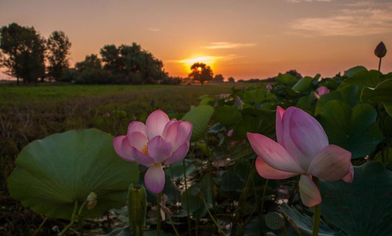 с.КАМЫШОВО  УТРЕННИЙ   ЛОТОС   фото превью