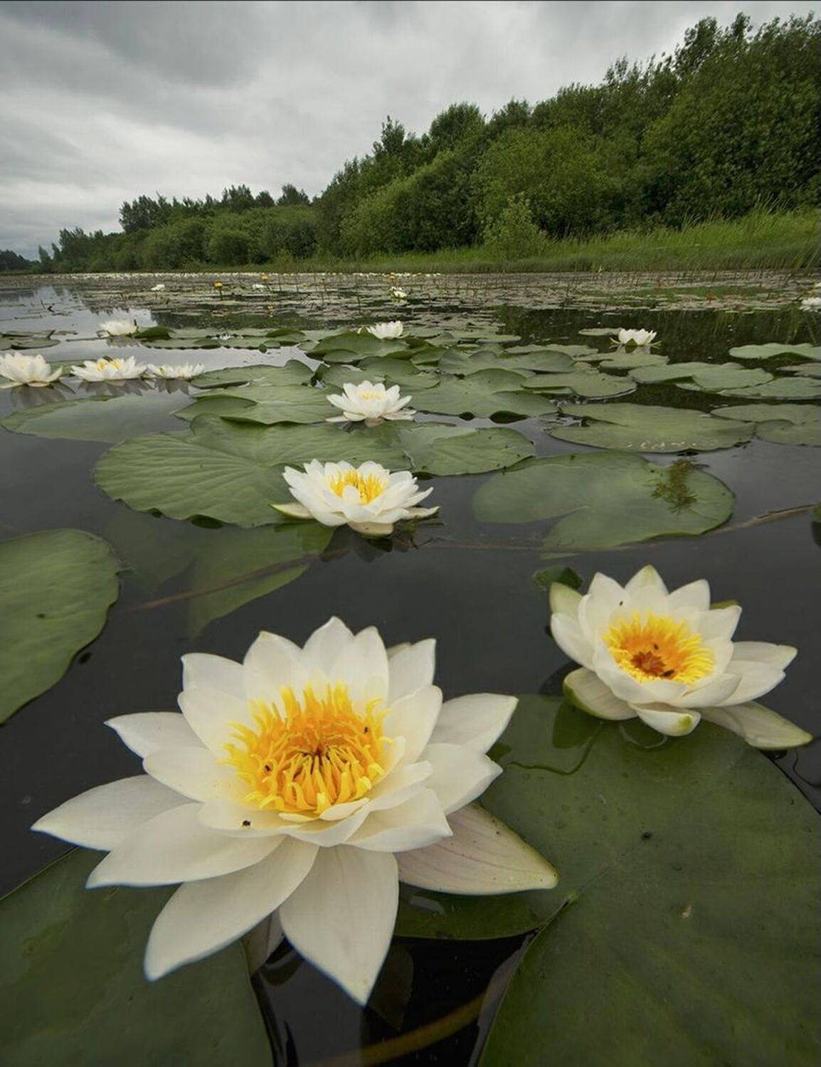 цветы, пруд, деревня, Петр Косых