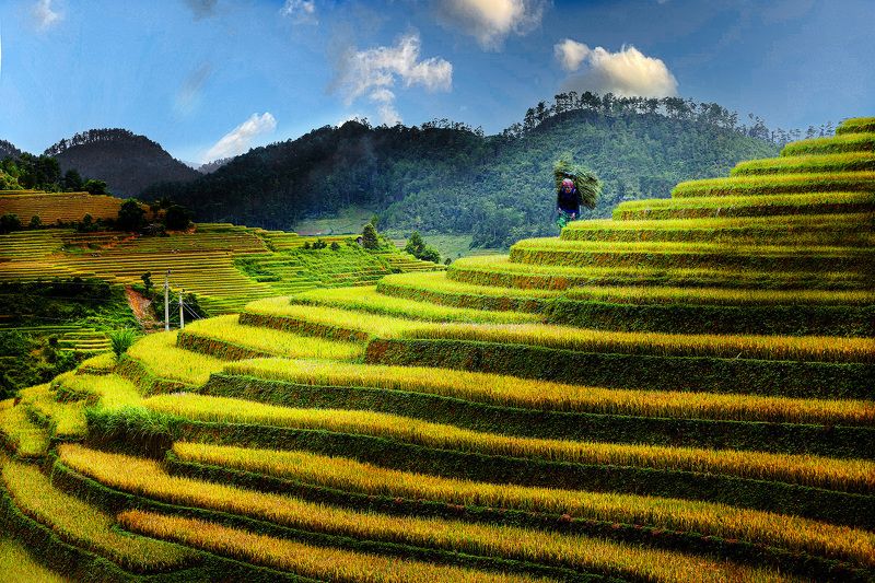Golden rice season фото превью