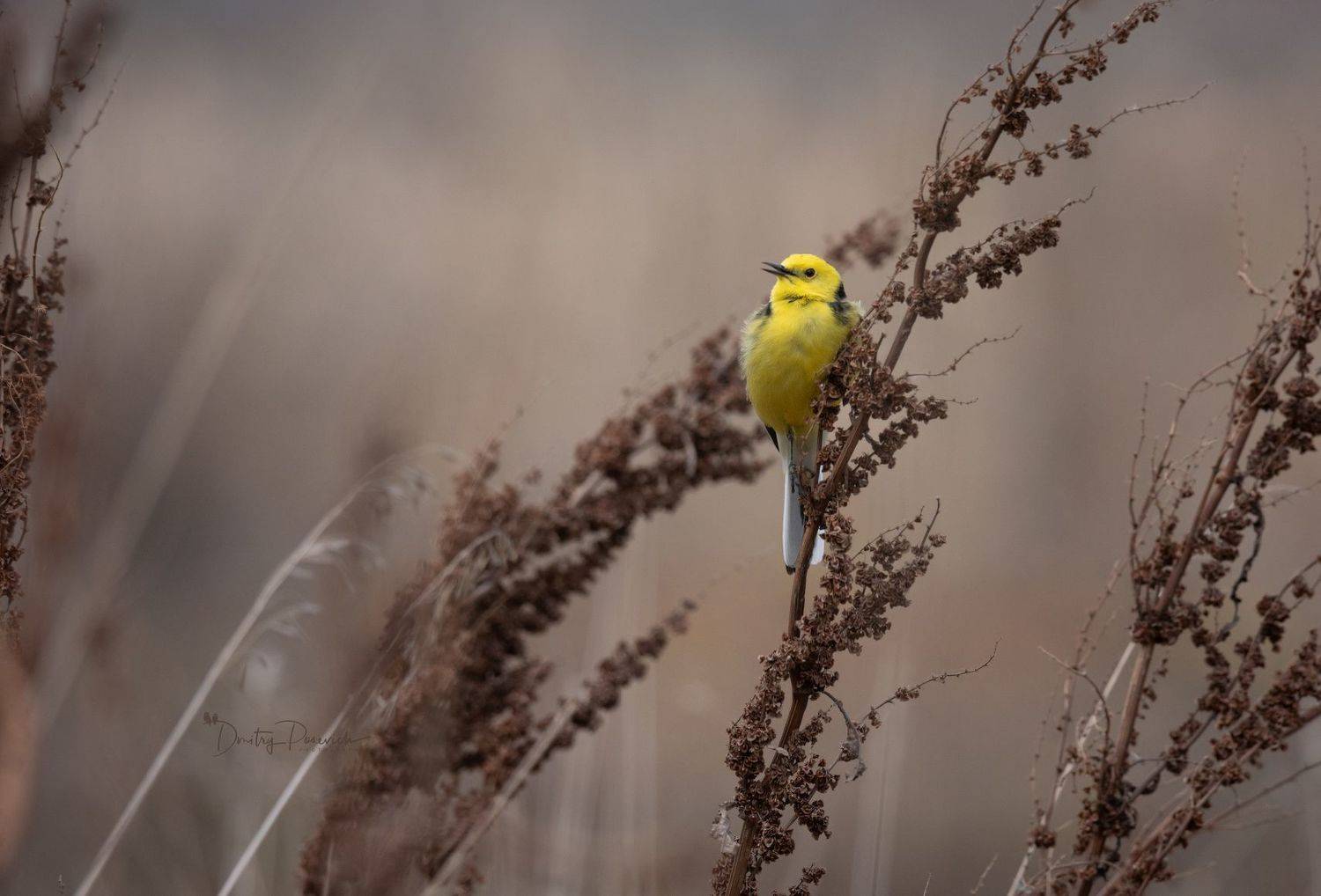 природа, лес, поля, огороды, животные, птицы, макро, Дмитрий Посевич