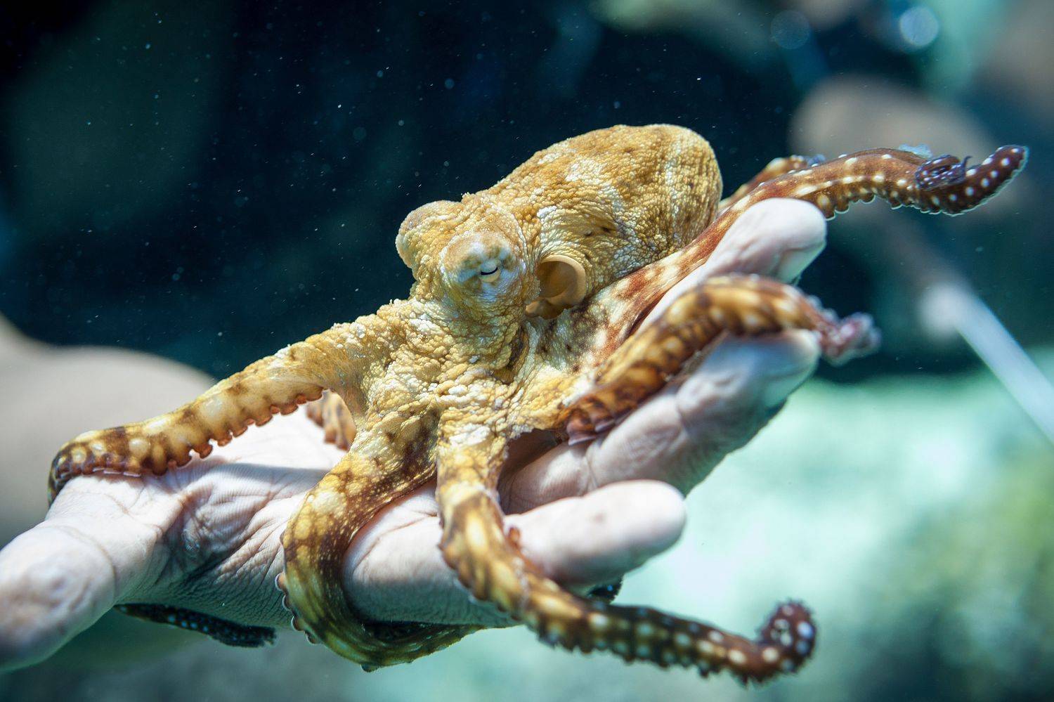 , Юрий Журавлев