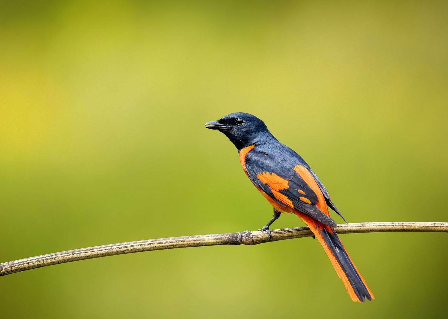 scarlet minivet, birds, animals, wildlife, алый минивет, птицы, Токарев Олег