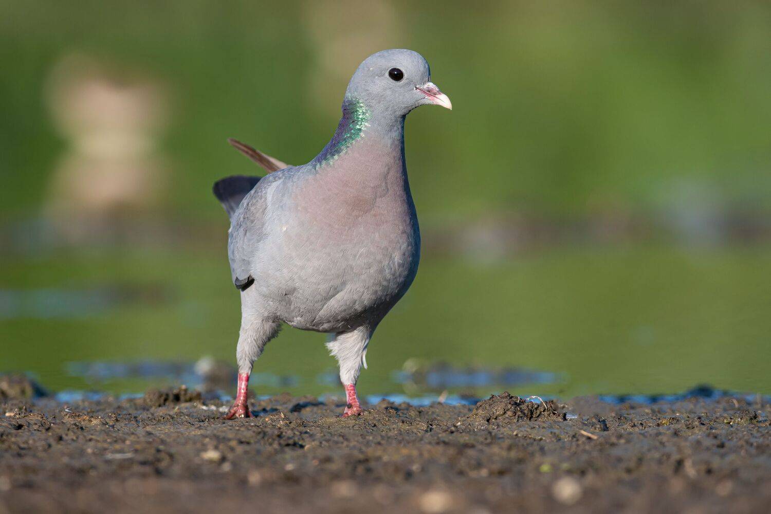 птицы,природа, лето, Андрей Киселёв