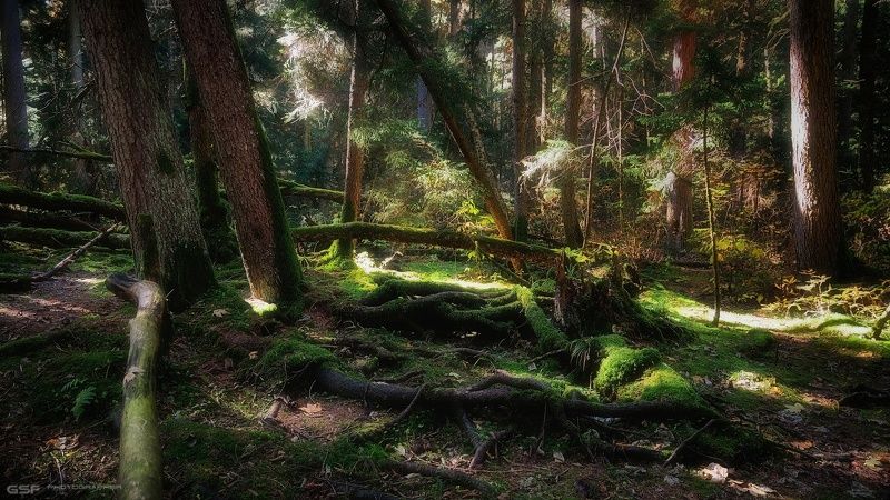 пейзаж природа лес дебри утро Лесные дебри фото превью