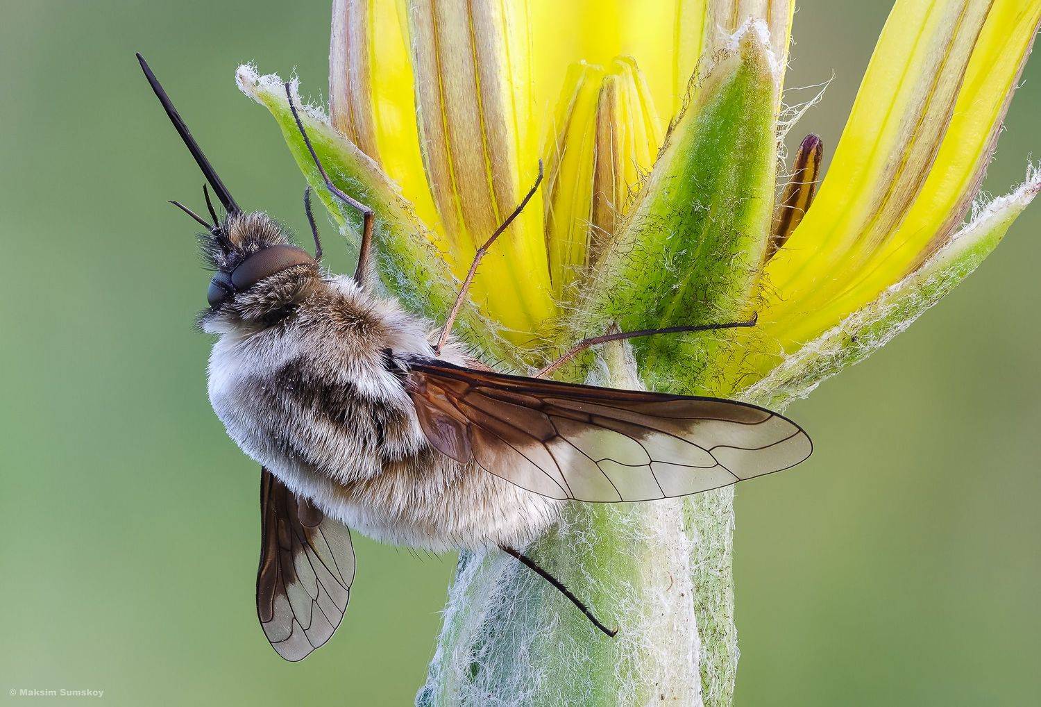 , Максим Сумской