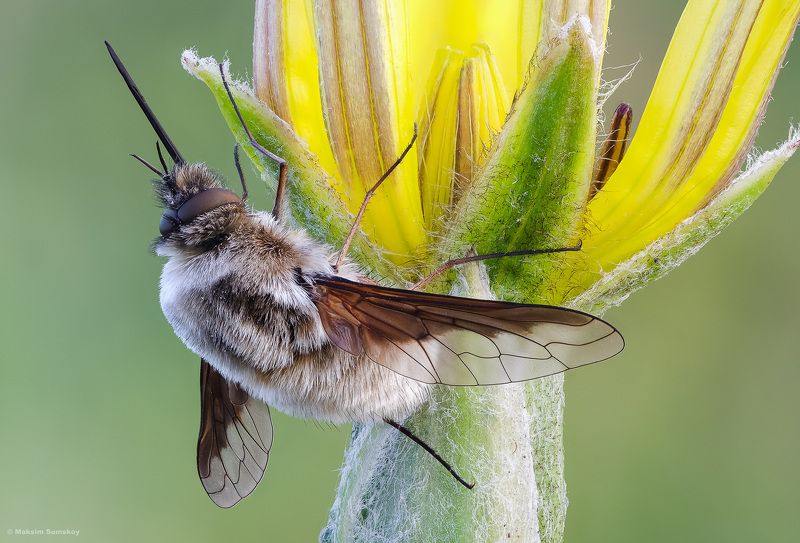 Жужжало фото превью