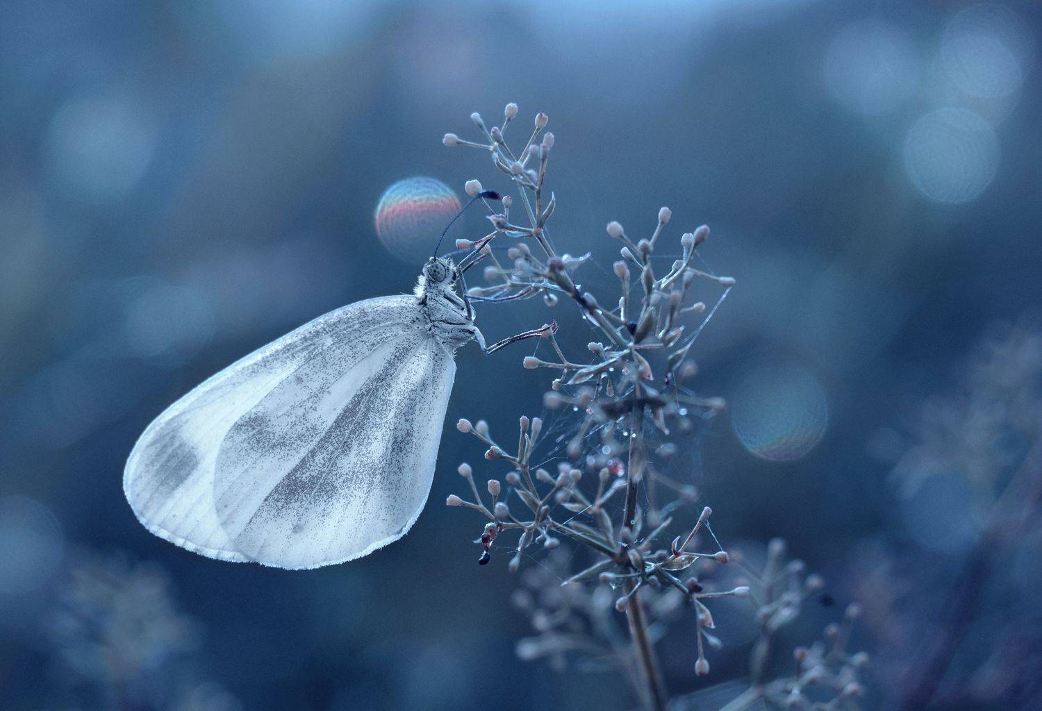 , Баранов Олег