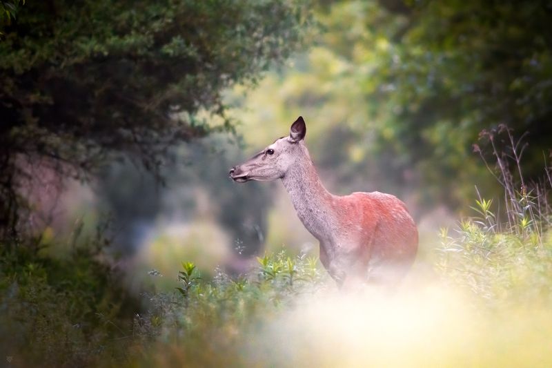 живая природа, природа, лес, Cervus elaphus, благородный олень, wildlife, nature, forest, Cervus elaphus, Red deer Hannah фото превью