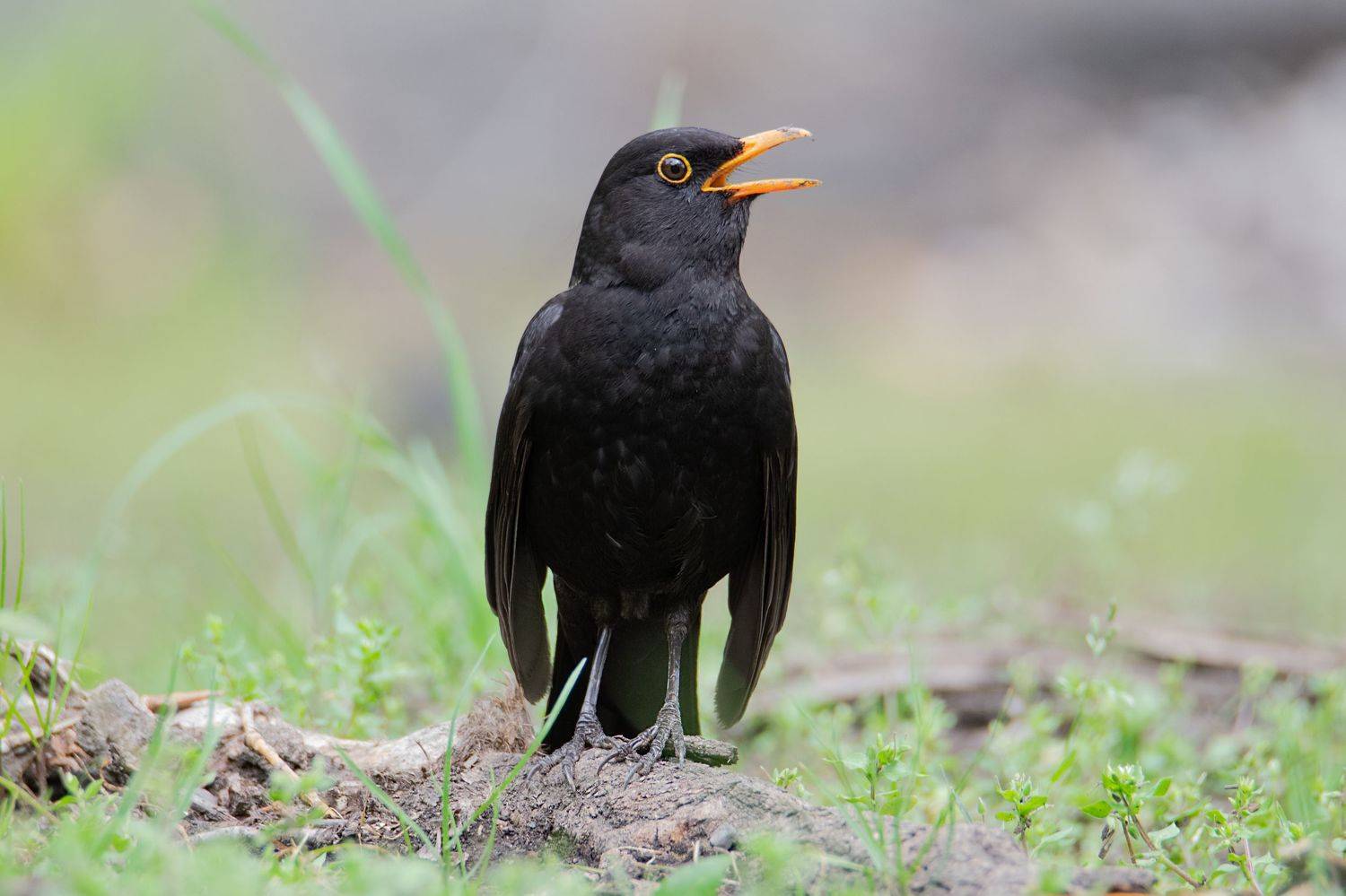 , Денис Ветренко