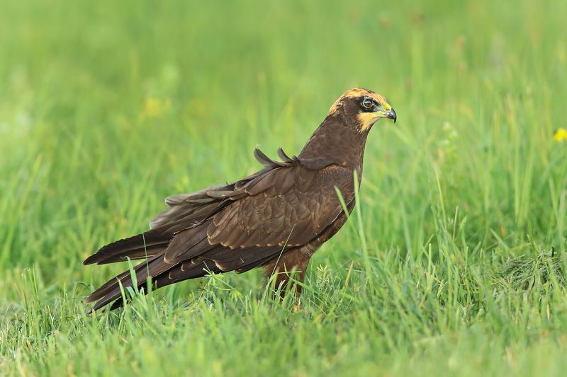 болотный или камышовый лунь. ... фото превью