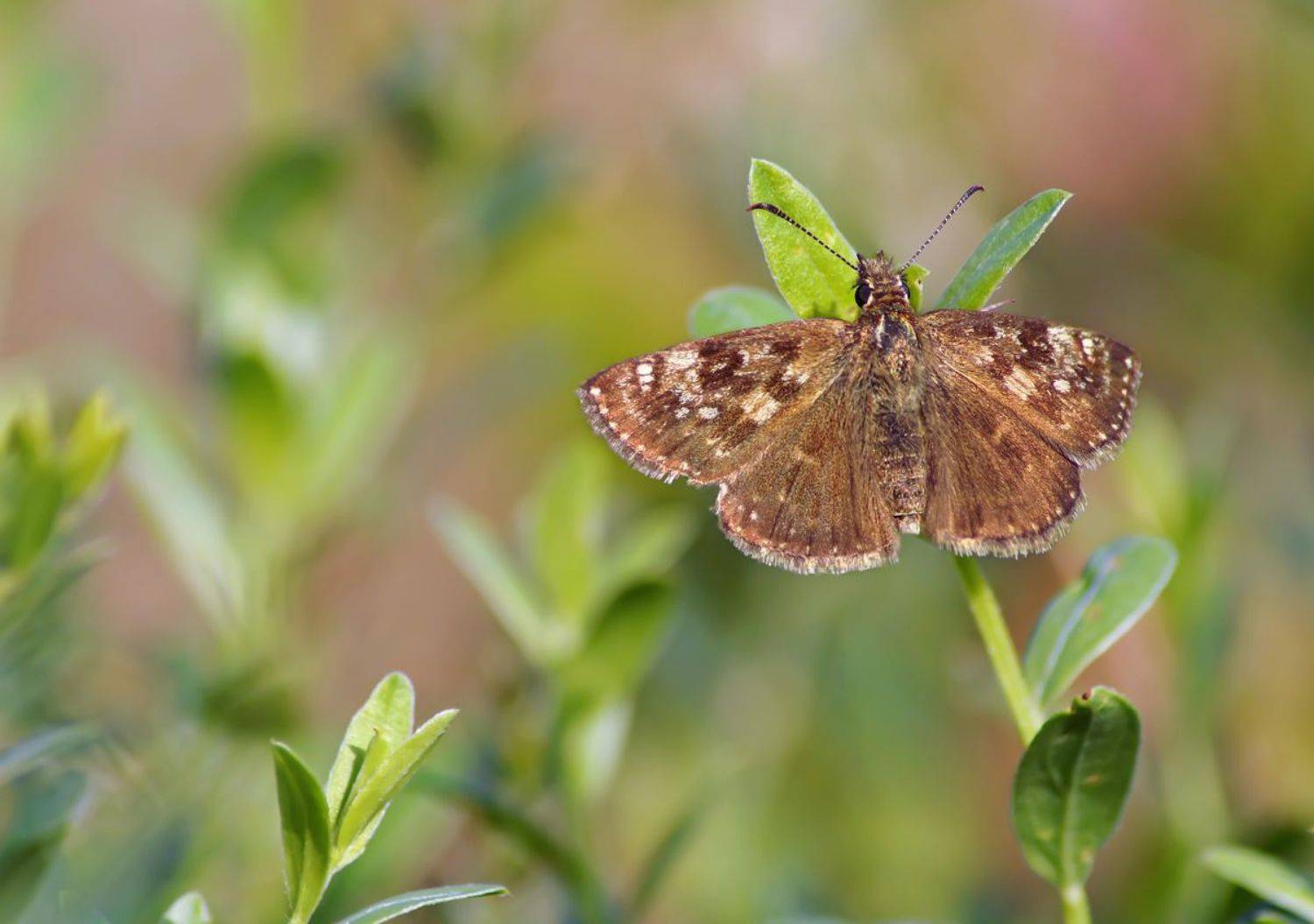 , Чепленко Алексей