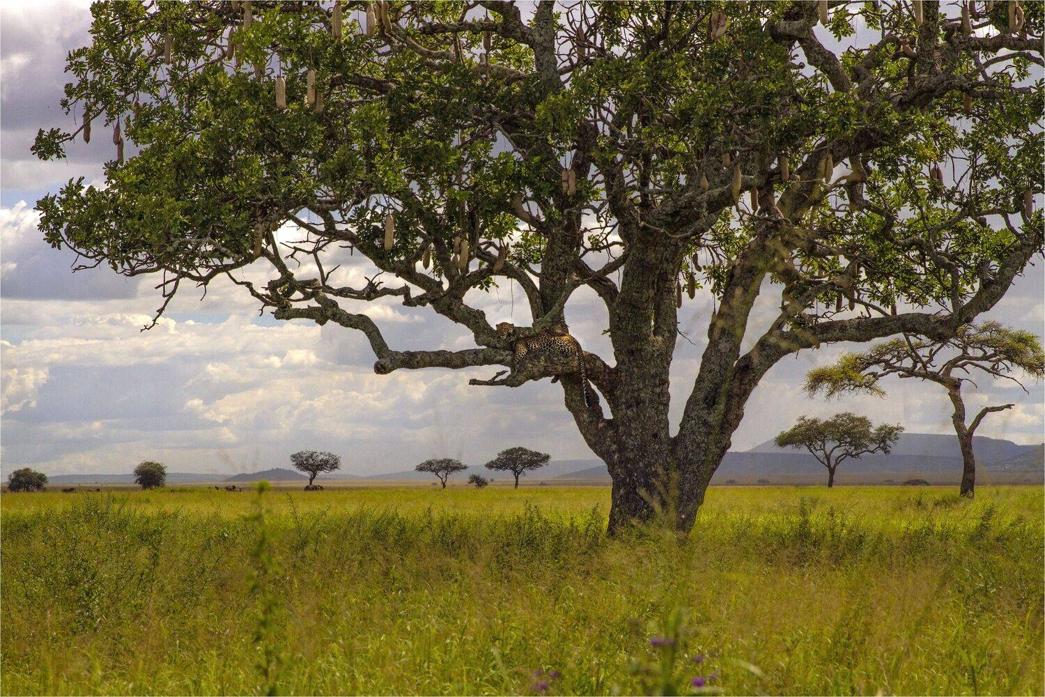серенгети,танзания, Валентина Булкина