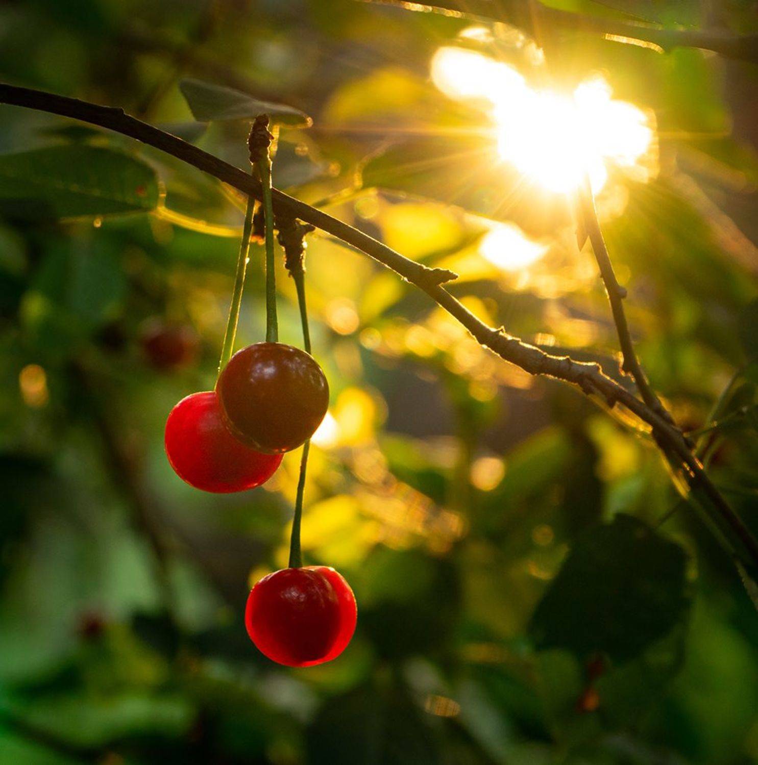 , Лана Тополева