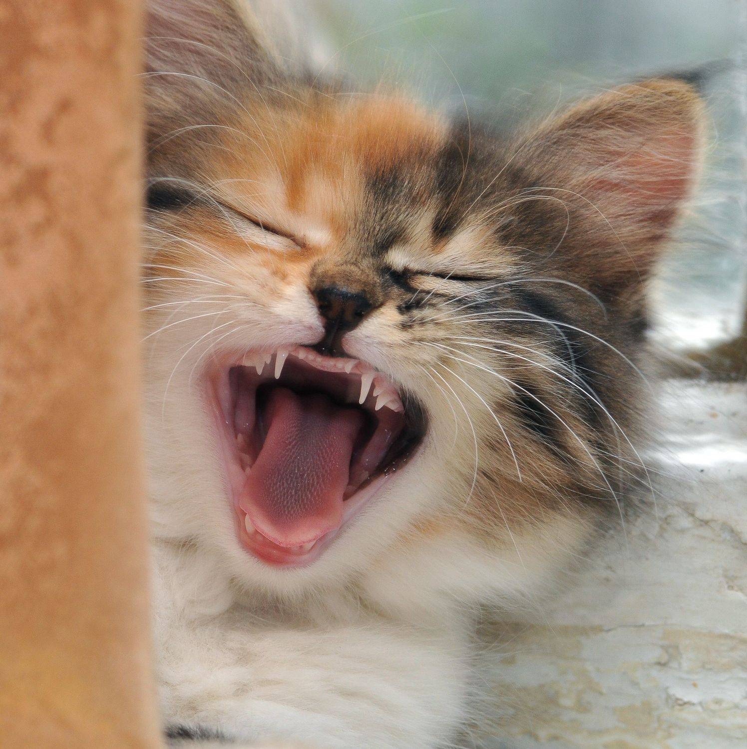 , Владимир Краснов