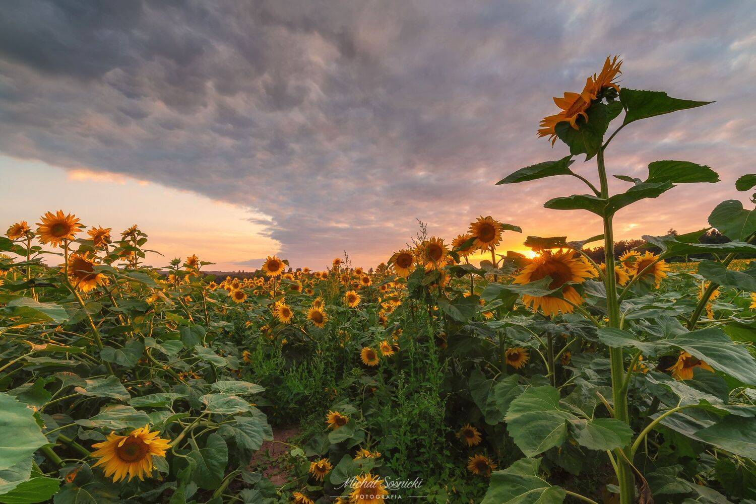 #sunflower #sunflowers #sunset #sky #flower #flowers #sky #poland #summer, Michał Sośnicki