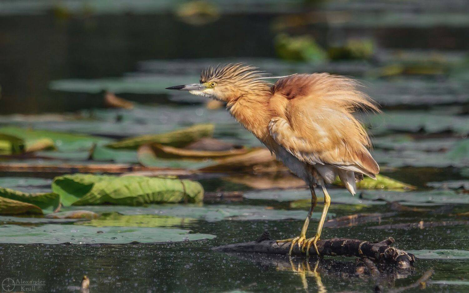 , Александр Круль