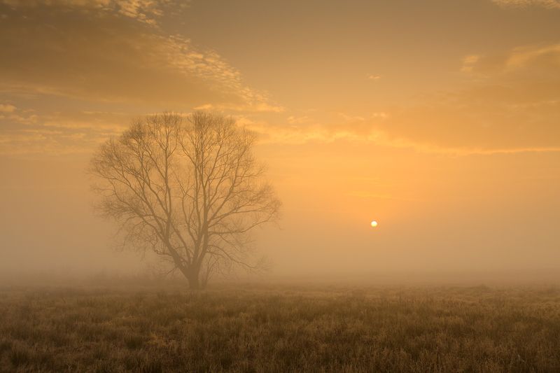 польша, mist, fog, poland, lesser poland, tree, golden hour, tranquility, outdoor, meadow, grass, plain, alone, clouds, sunrise, silene, утро, atmosphere, mood, nature, bare, willow, *** фото превью