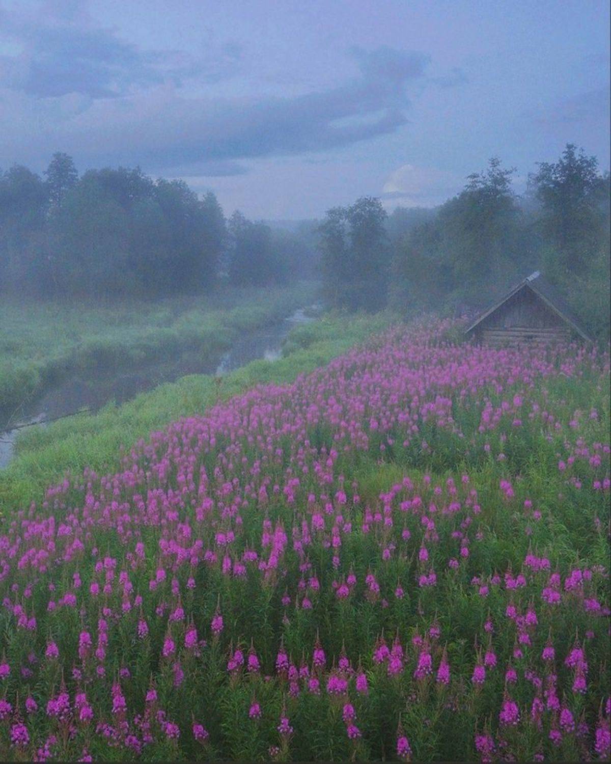 иванчай, цветы, деревня, Петр Косых