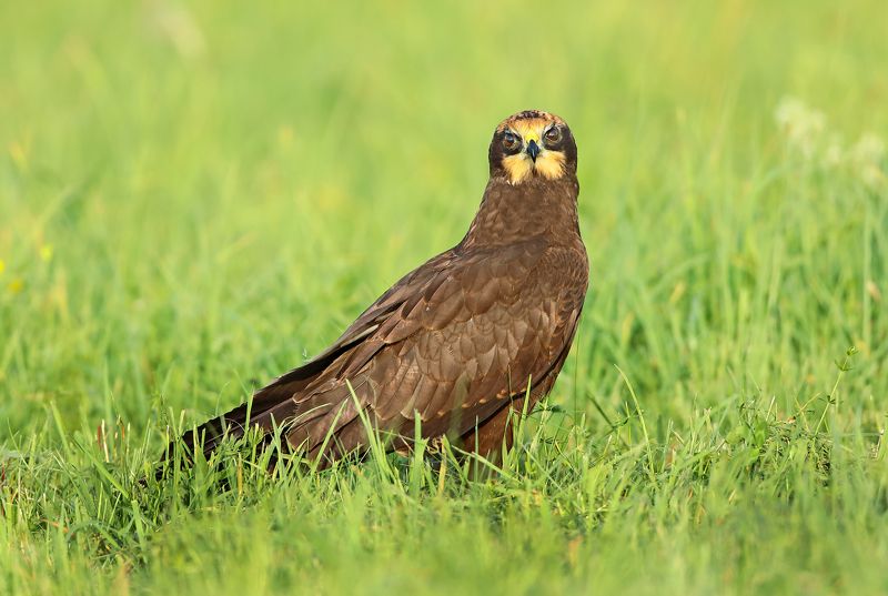 Болотный лунь. фото превью