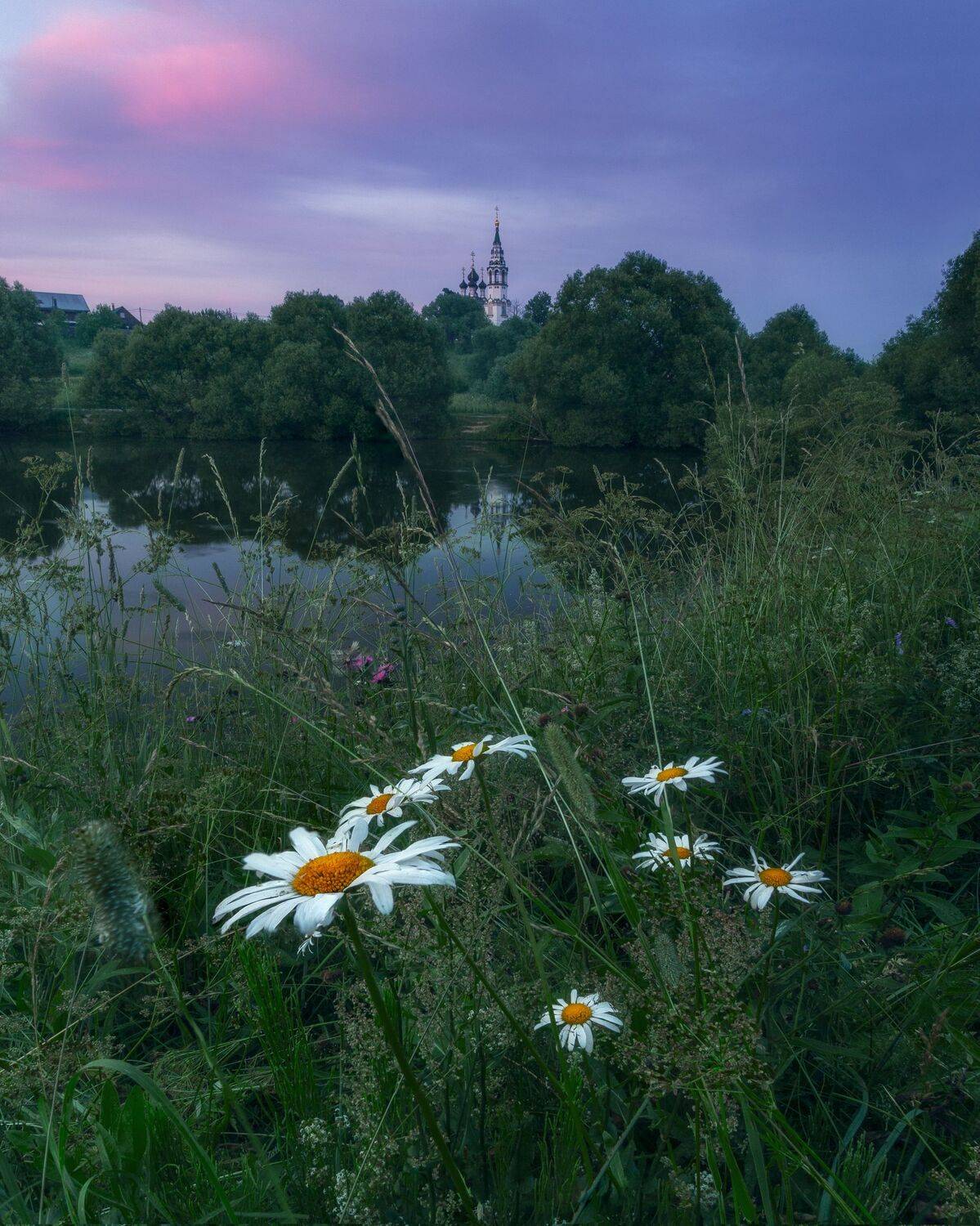 Валищево, Московская область, ромашки, природа, пейзаж, Мартыненко Дмитрий