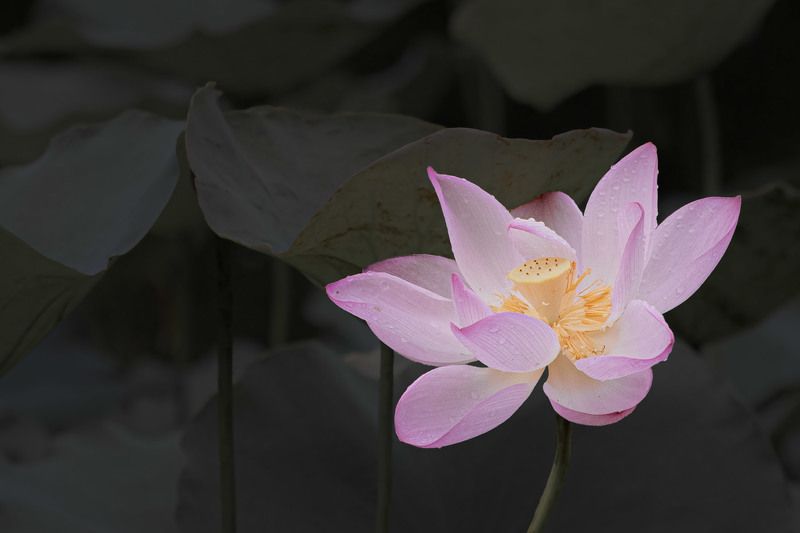 #flowers #lotus #nature Lotus фото превью