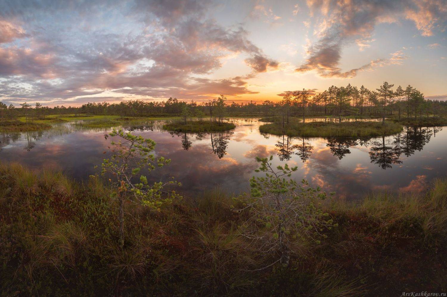 болото, ленобласть, фототур, сосны, ленинградская область, вечер, после заката, болотные топи, Арсений Кашкаров