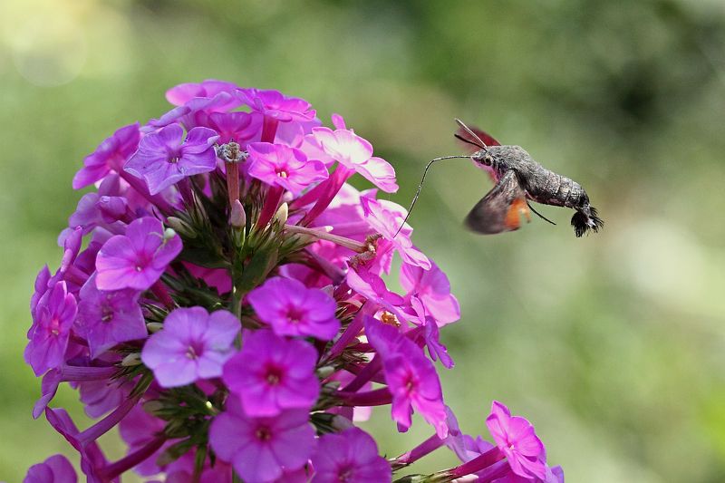 Языкан и флокс фото превью