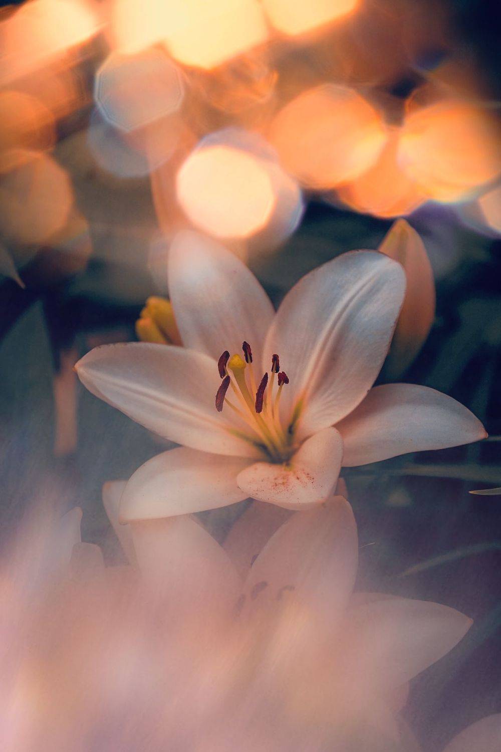 цветы, flowers, макро, macro, лилия, lily, Julia Kaissa