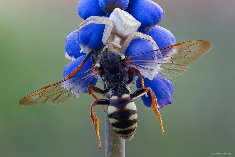 Приятного аппетита фото превью